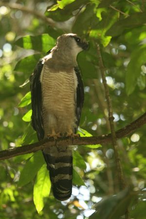 Crested eagle 2012 141
