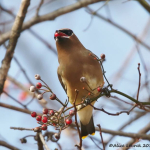 7W0A1465 (2) copyFor Jim