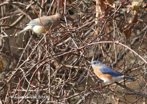 7W0A1313 (2) copyFor Jim(1) (1)