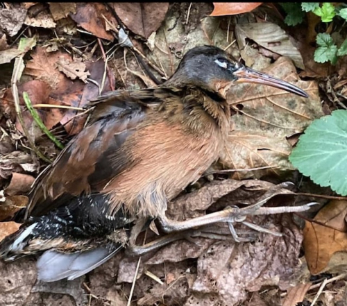 Screen Shot 2021-10-12 at 1.33.29 PM (1)