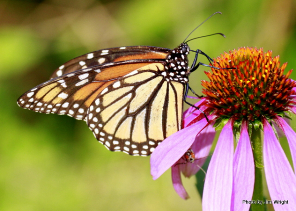 JW Monarch