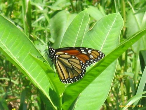 MonarchJuly1620115d800x6002