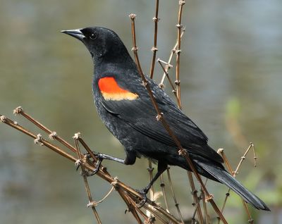 Red-winged
