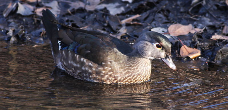 Wood duck2