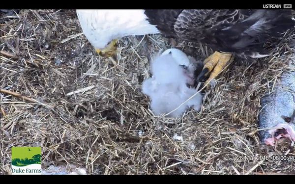 Screen Shot 2016-03-28 at 8.04.49 AM