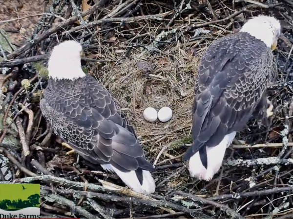 Screen Shot 2019-02-24 at 12.45.03 PM