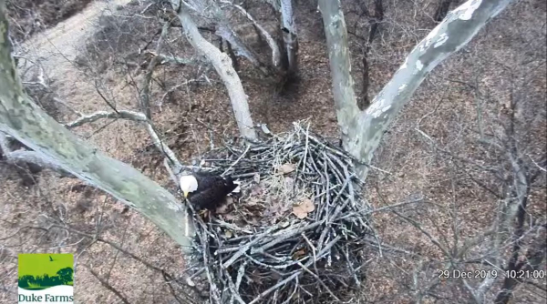 Screen Shot 2019-12-29 at 11.15.30 AM