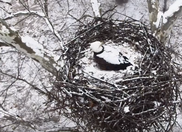 Screen Shot 2019-02-20 at 12.04.05 PM