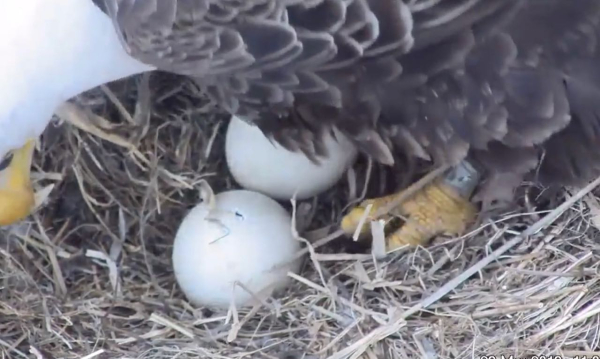 Screen Shot 2019-03-29 at 11.02.59 AM