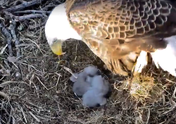 Screen Shot 2019-04-01 at 8.16.10 AM