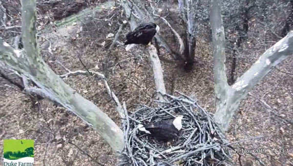 Screen Shot 2019-11-17 at 3.08.22 PM