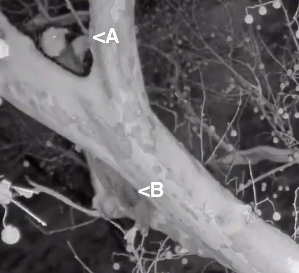 Screen Shot 2019-01-18 at 7.41.44 AM (1)