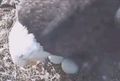 Two eggs  Screen Shot 2015-02-20 