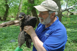 EagleBanding 043
