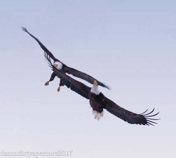 Pairadulteagles