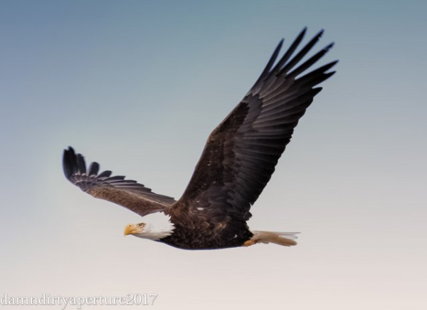 Soloeagle