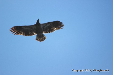 Eagle 2