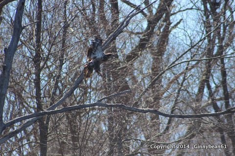 Eagle 1