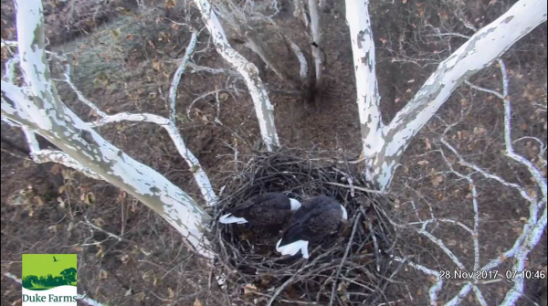 F Nest 112817 at 7.18.32 AM