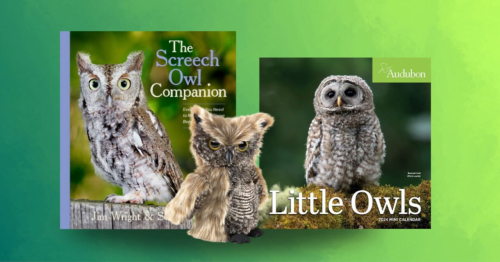 Owl Book Giveaway
