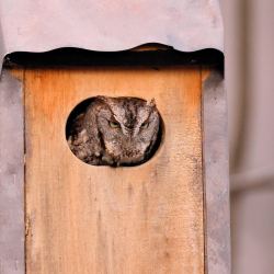 Owl in box