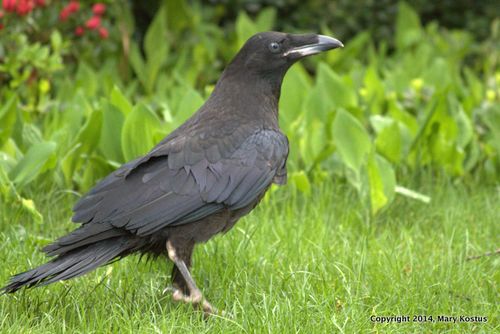 Raven Fledge IMG_0011