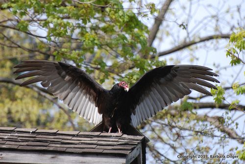 VULTURE, TURKEY FELL HOUSE 42713DSC_0416