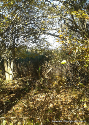 20161101_120847