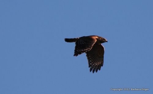 Hawk, rs david flying dinner to nest cf 42712DSC_0265_crop