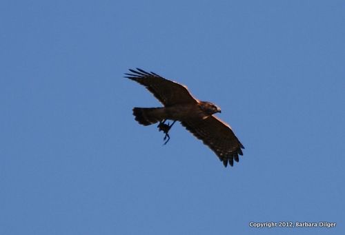 Hawk, RS David flying dinner to nest cf 42712DSC_0264_crop