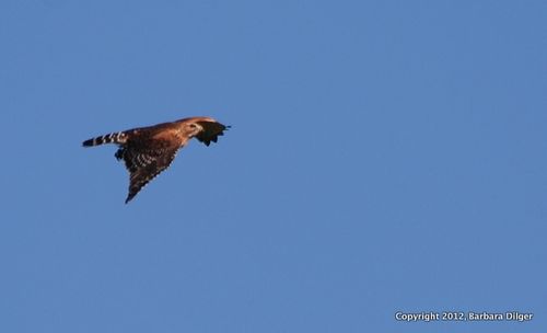 Hawk, RS David with small snack for nest cf 42712DSC_0260_crop
