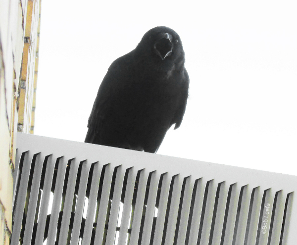 IMG_3990  10-12-18 WM(1)