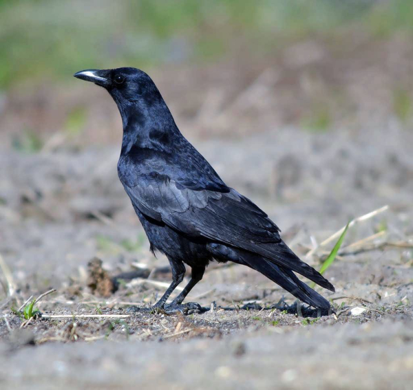 Fish Crow 2 Howard Eskin