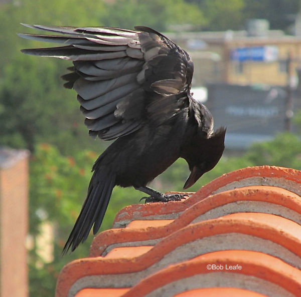 Fish crow 8-12-17 Bob Leafe