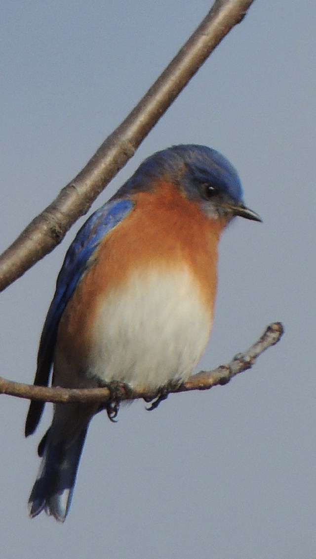JW High Mountain Bluebird