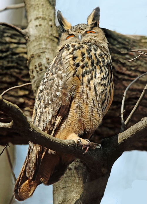 Eurassion Eagle Owl 0Virrazzi 0B0A5087 (1) 2