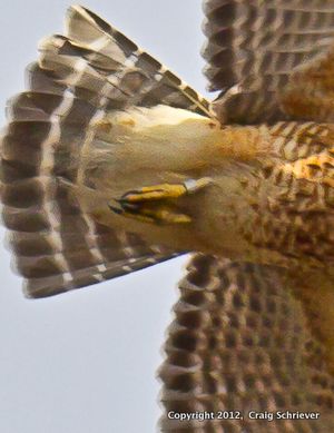 Celery Farm-2654 February 27, 2012-E-2