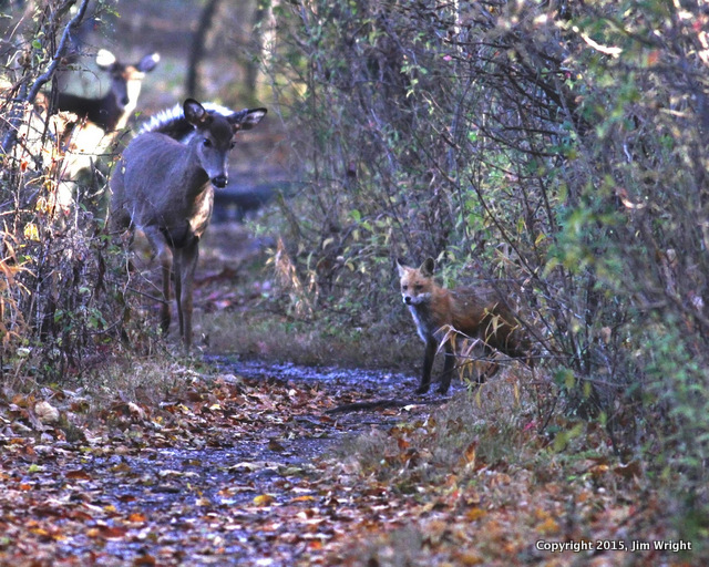 Fox and Deer