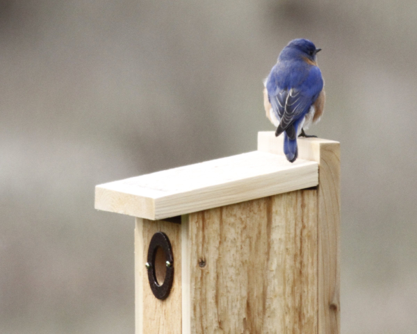 JW maie Bluebird atop nesting bo