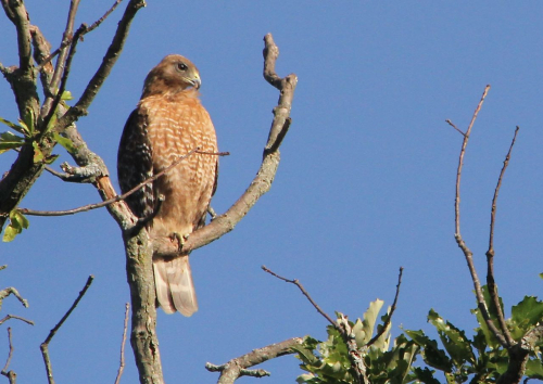 RS adult 061521IMG_4307