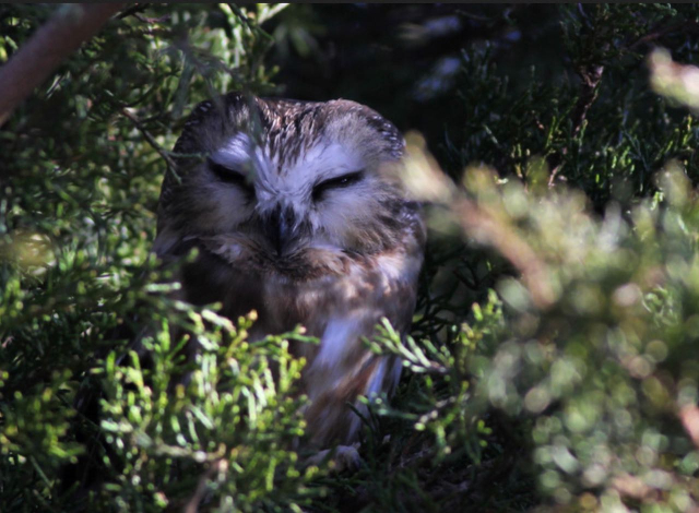 Screen Shot 2020-11-25 at 10.21.15 AM (1)