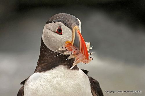 Houghton puffin