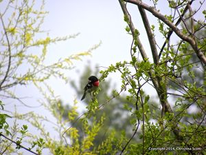 DSCN6358(1)
