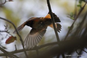 IMG_4511 (2)