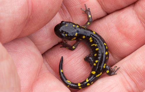 Screen Shot 2022-01-20 at 8.46.03 AM