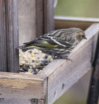 Pine siskin