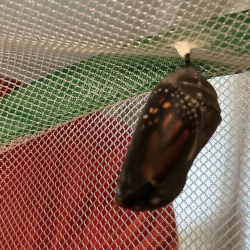 Chrsalis about to emerge IMG_9433