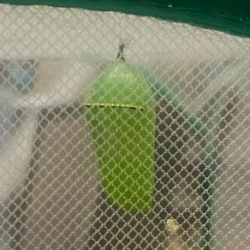 New Chryslais IMG_1237