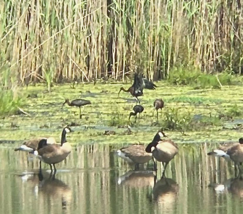 132039393_979565666127372_2172405364195707166_n