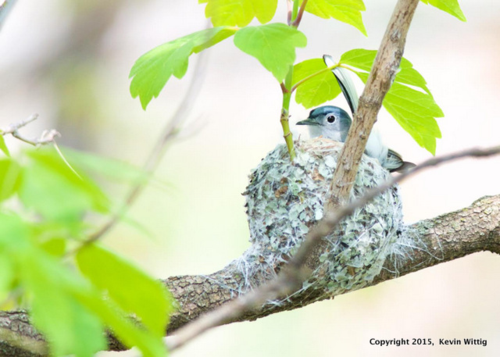 Gnatcatcher nest wittig